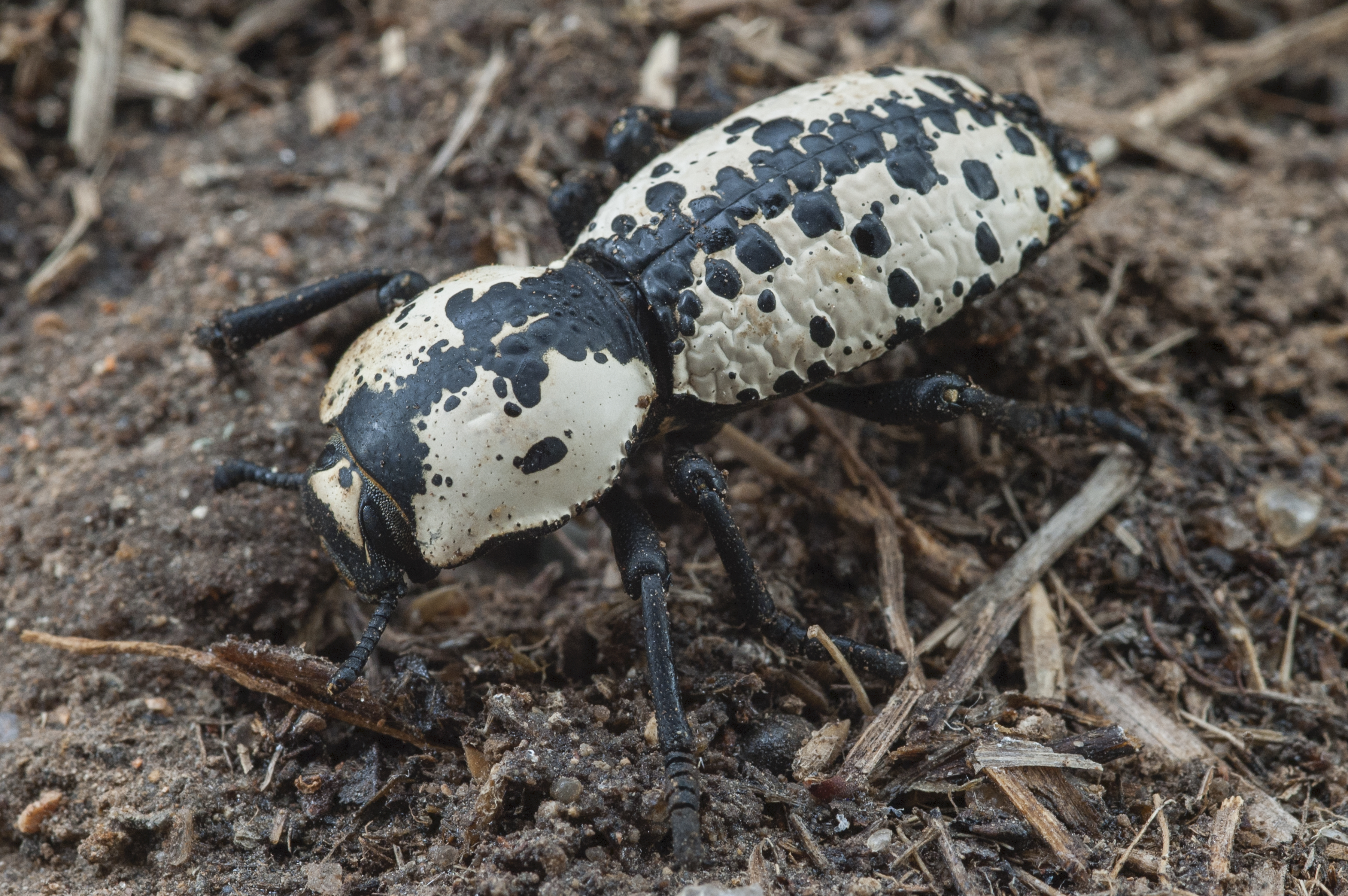 Ironclad beetle-0299