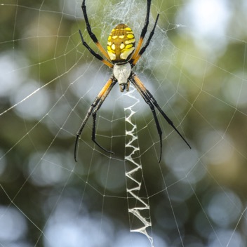 Argiope-6630