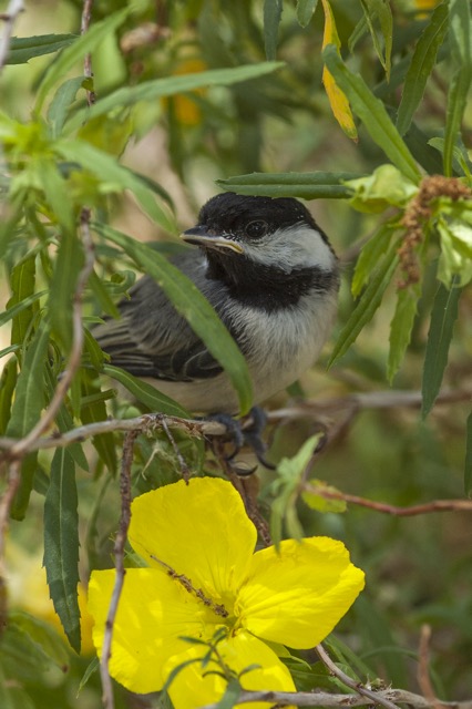 Chickadee child