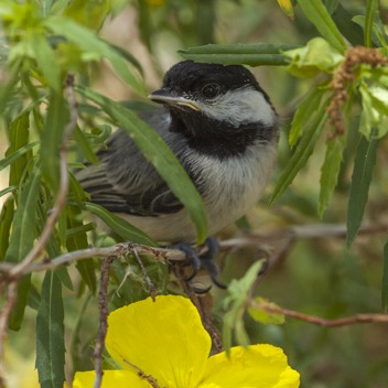 Baby chickadee-9654