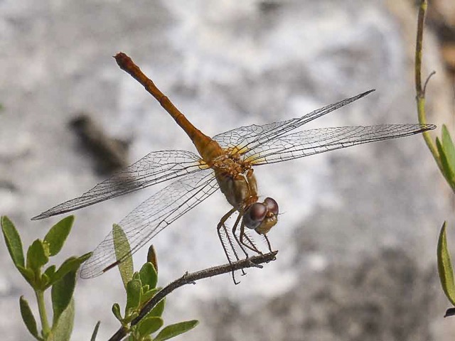 Autumn meadowhawk