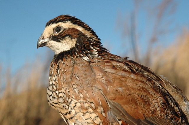 Quail